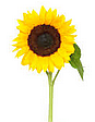 sunflower2