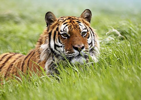 tiger