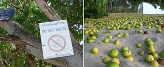 1 manchineel