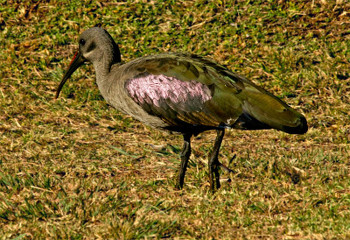 ibis