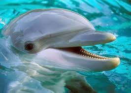 delfin